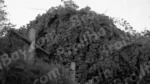 Flowers on a Tree - Log , colour and B&W - Image 2