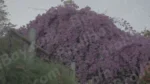 Flowers on a Tree - Log , colour and B&W - Image 3