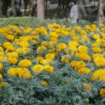 Flowers in a park - Log, colour and B&W