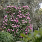 Flowers in a park - Log, colour and B&W