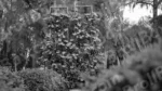 Flowers in a park - Log, colour and B&W - Image 2