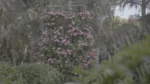 Flowers in a park - Log, colour and B&W - Image 3
