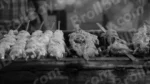 Making Kebab - Log, colour and B&W - Image 2