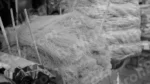 Selling Seviyan Sweet in a Market - Log, colour and B&W - Image 2
