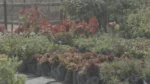 Flowers in a Nursery - Log, colour and B&W - Image 3