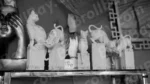 Sculptures in a Shop - Log, colour and B&W - Image 2