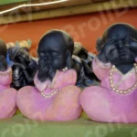 Gandhi's Three Monkeys - Log, colour and B&W