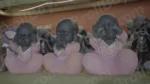 Gandhi's Three Monkeys - Log, colour and B&W - Image 3