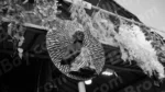 Statue art - Log, colour and B&W - Image 2