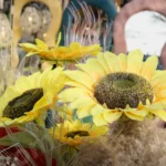 Sunflower - Log, colour and B&W