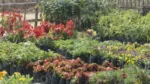 A Plant Nursery - Log, colour and B&W