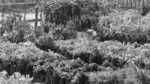 A Plant Nursery - Log, colour and B&W - Image 2