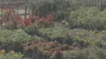 A Plant Nursery - Log, colour and B&W - Image 3