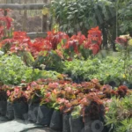 Flowers in a Nursery - Log, colour and B&W