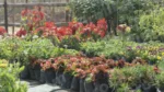 Flowers in a Nursery - Log, colour and B&W