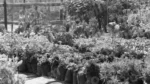 Flowers in a Nursery - Log, colour and B&W - Image 2