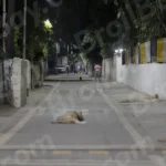 Dog sitting on the Empty Road - Log, colour and B&W