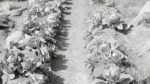 Vegetables in the Field - Log, colour and B&W - Image 2