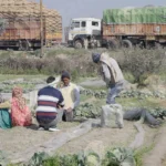 People Farming - Log, colour and B&W