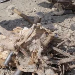 The man is using an axe to chop a Wood - Log, The man is using an axe to chop and B&W