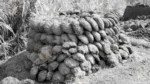 Cow Dung Cakes - Log, colour and B&W - Image 2