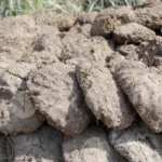 Cow Dung Cakes - Log, colour and B&W