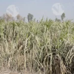 Sugar Cane Field - Log, colour and B&W