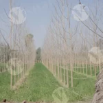Poplar-based agroforestry system - Log, colour and B&W
