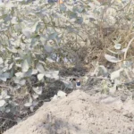 A little Bird - Log, colour and B&W