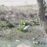 A little Egret (Egretta garzetta) wading in a shallow - Log, colour and B&W