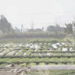 Farm - Log, colour and B&W