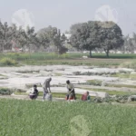 People Working on Farm - Log, colour and B&W