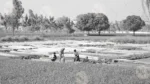 People Working on Farm - Log, colour and B&W - Image 2