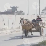 Horse Cart - Log, colour and B&W