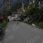 Dogs are Walking on Mountain Road - Log, colour and B&W
