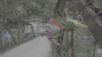 Tibetan Flags on Bridge - Log, colour and B&W - Image 3