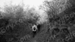 People Are Walking Through the Forest - Log, colour B&W - Image 2