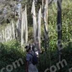 People are Tracking in Jungle - Log, colour and B&W