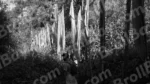 People are Tracking in Jungle - Log, colour and B&W - Image 2