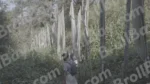 People are Tracking in Jungle - Log, colour and B&W - Image 3