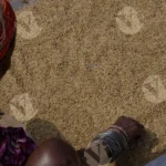 A Tribal Woman Cleaning the Wheats - Log, colour and B&W