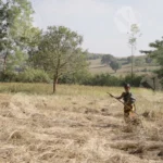 A woman manually Harvesting a Wheat Crop - Log, colour and B&W