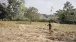 A woman manually Harvesting a Wheat Crop - Log, colour and B&W