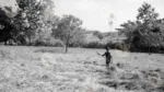A woman manually Harvesting a Wheat Crop - Log, colour and B&W - Image 2
