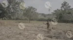 A woman manually Harvesting a Wheat Crop - Log, colour and B&W - Image 3
