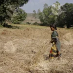A woman manually Harvesting a Wheat Crop - Log, colour and B&W