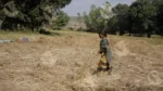 A woman manually Harvesting a Wheat Crop - Log, colour and B&W