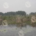 Lotus Lake - Log, colour and B&W