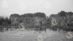 Lotus Lake - Log, colour and B&W - Image 2
