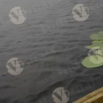 Lotus Lake - Log, colour and B&W